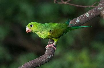 Periquito rico
