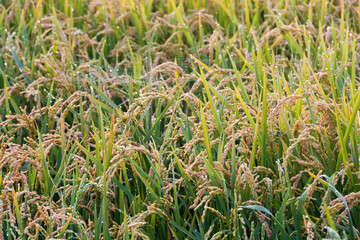 朝露に濡れた稲穂