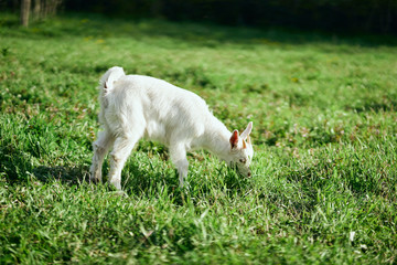 Naklejka na ściany i meble goat on green grass