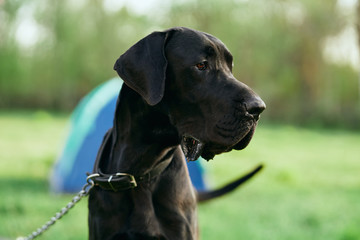 portrait of a dog