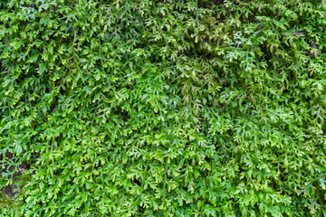 artificial forest fern green wall