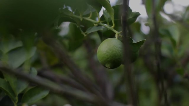 Limon en rama verde cosecha