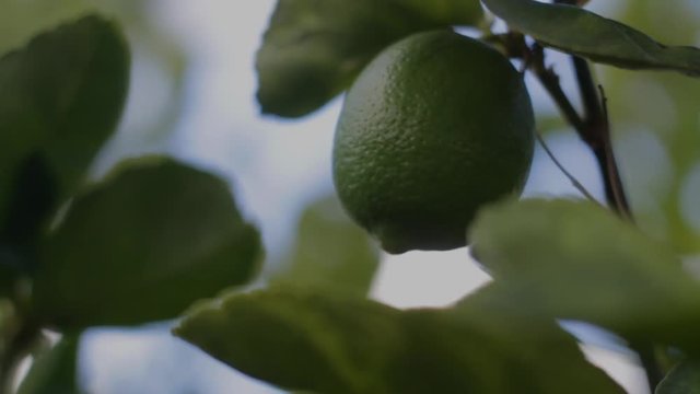 Limon en rama verde cosecha