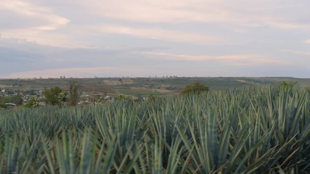 Agave Tequila Mexico Green Field Day