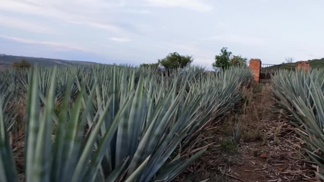 Agave Tequila Mexico Green Field Day