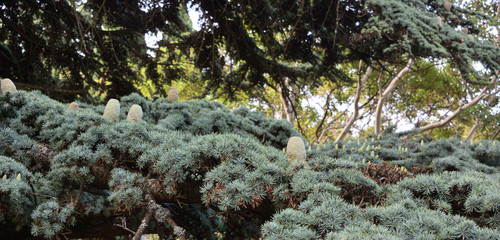Branch of the Himalayan cedar with cones