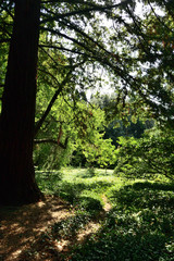 Beautiful places of the Nikitsky Botanical Garden