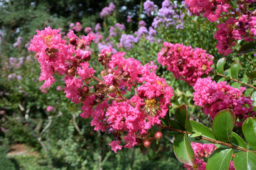 Beautiful places of the Nikitsky Botanical Garden