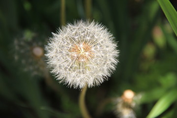 Obraz premium タンポポの綿毛(宮城県)