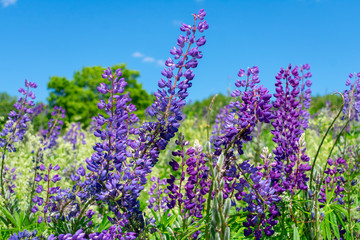 Obraz premium Lupins