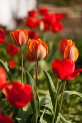 Obraz premium bunch of tulips in a garden