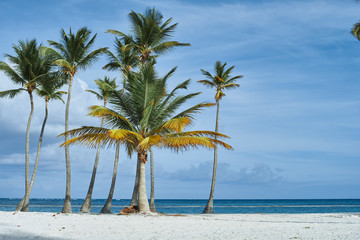 Obraz na płótnie Canvas palm tree on the beach