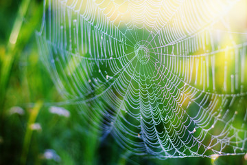 texture of cobweb in nature close up. background