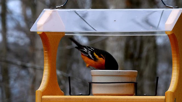Beautiful male Baltimore Oriole, Icterus galbula, eating grape jelly on a bird feeder.