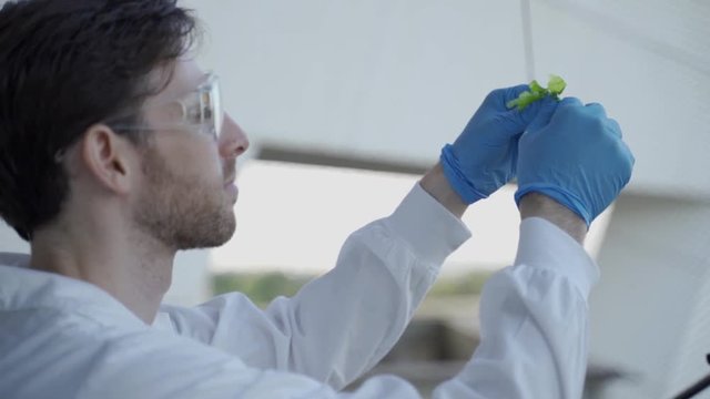Biotech scientist or student examining algae in a research laboratory
