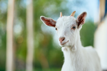 white goat on the meadow