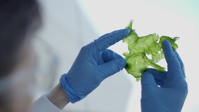Hands with lab gloves examining algae for food science and alternative energy