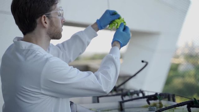 Bio tech scientist takes out algae from a tank and examines it closely