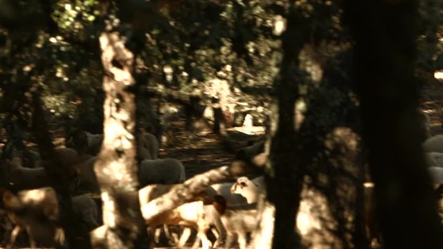 Herd of sheeps in Azrou forest, Morocco, Africa.