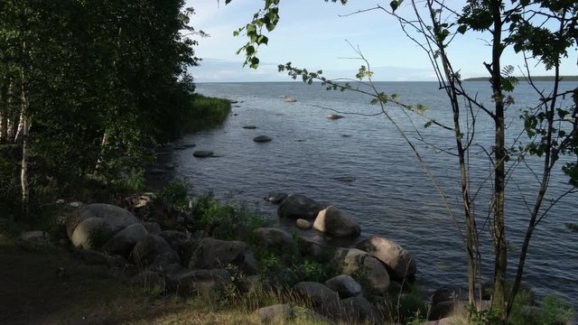 Summer on the coast of K&auml;smu. Birches and rowan. Big rocks.