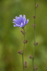 Blue violet chicory flower with green brokeh background