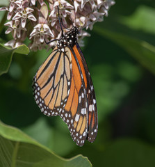 monarch butterfly on milkweed in Algonquin Park in July