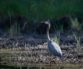 blue heron hunting for food in a marsh in Algonquin Park Ontario