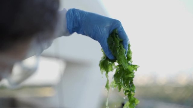 Special algae is held by researcher in bio technology and food science lab