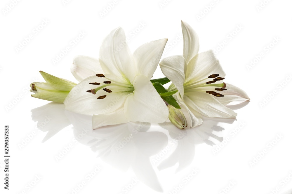 Wall mural white lily flower