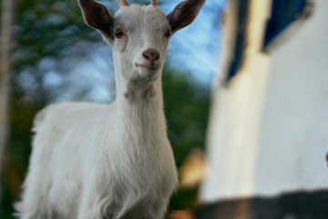 portrait of a goat