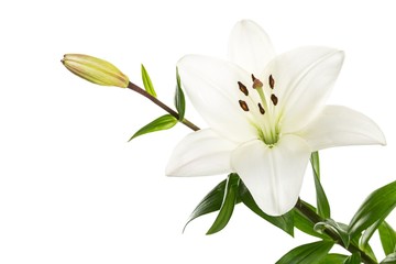 white lily flower - obrazy, fototapety, plakaty