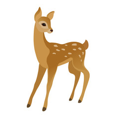 Vector drawing of a cute young deer on a white background
