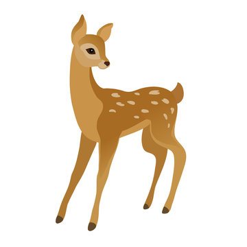 recommend clip art: Vector drawing of a cute young deer on a white background