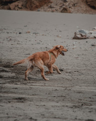 Fototapeta na wymiar Dog in the beach