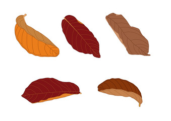 Line  Dry leaf seamless on white background illustration vector