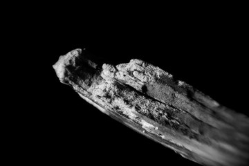 Naturaleza blanco y negro