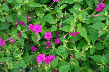 ピンクのオシロイバナ