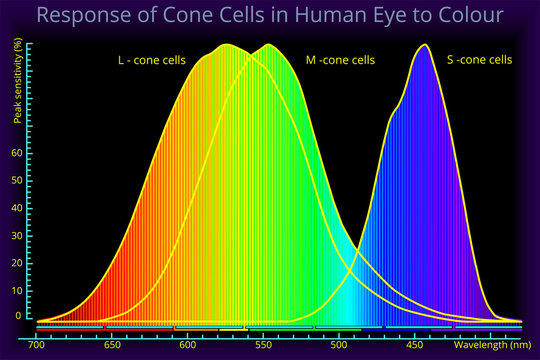Response of the Cone Cells in the Human Eye to Colour