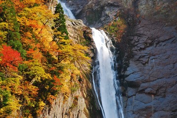 Autumn Leaves at Shomyo Falls,  Toyama,  Japan