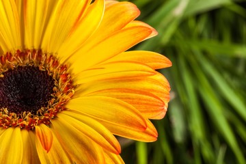 Yellow Gerbera Daisy