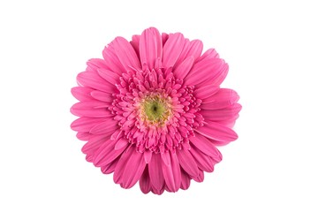 Pink Gerbera Daisy