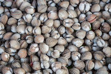 Nature fresh cockles use for food