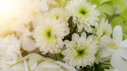 White nature flowers