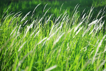 landscape of fresh reeds grass background