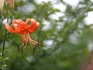 オニユリの花