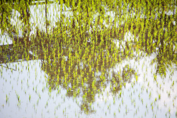 rice plantation with tree shadow