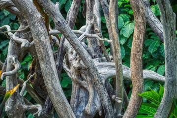 This unique picture shows the rustic branches of a tree and in the background the lush green nature. This photo was taken in the Maldives