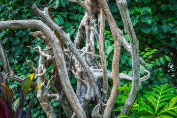 This unique picture shows the rustic branches of a tree and in the background the lush green nature. This photo was taken in the Maldives