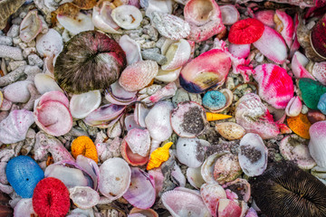 This unique photo shows colorful shells and corals as a garden decoration on an island of the Maldives