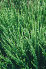  Green grass swaying in the wind